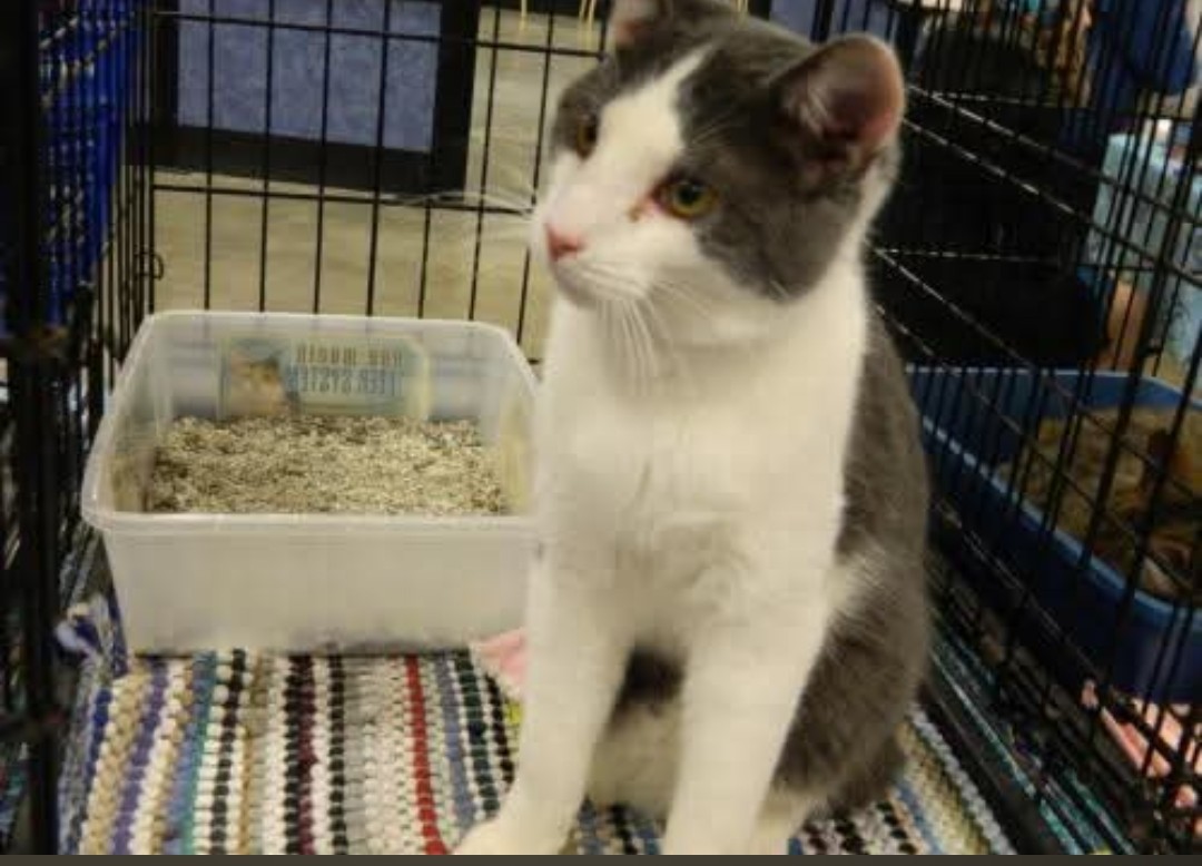 Young Vader in his enclosure at PetSmart in Midland when Christina and Jeremy first found him