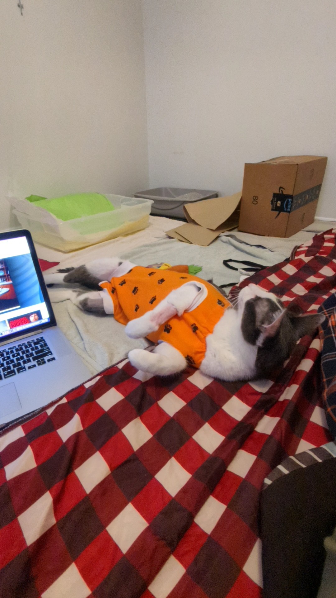 Vader recovering from cancer surgery in Christina's office