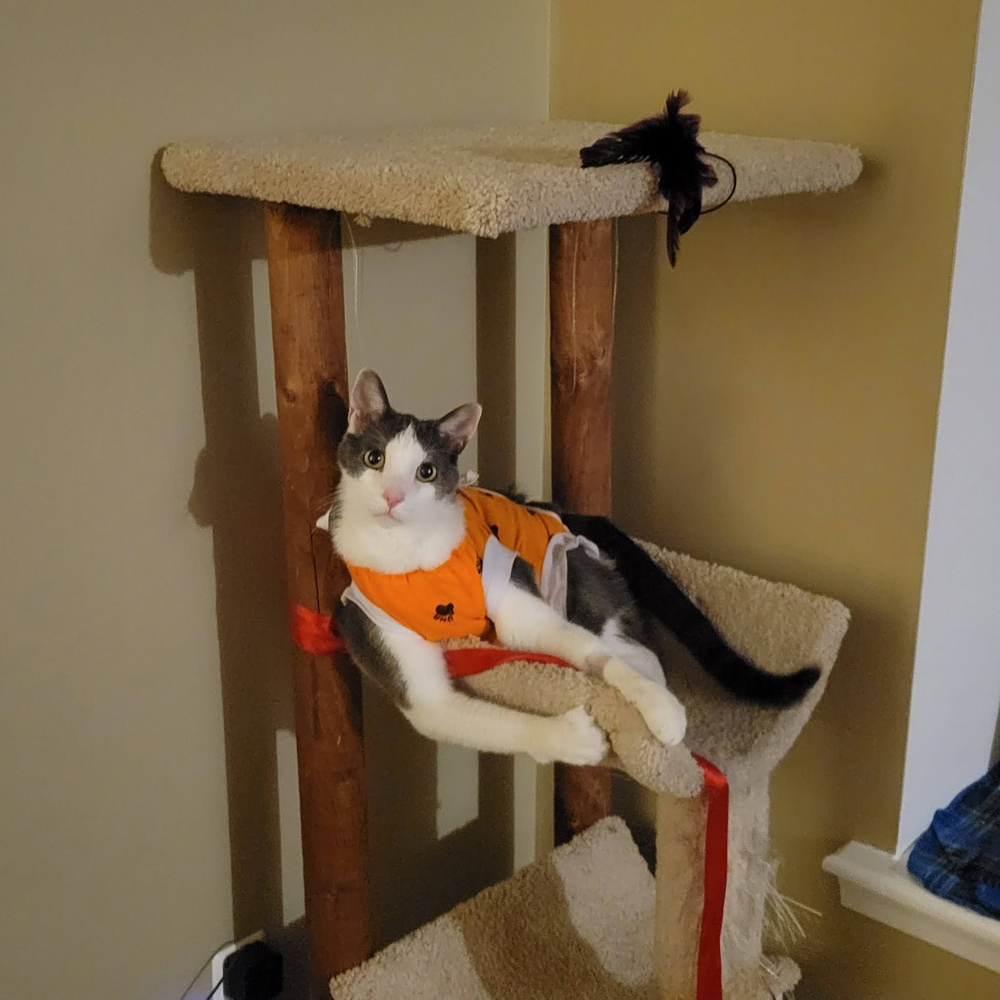 Vader back on his cat tree after recovering from cancer surgery