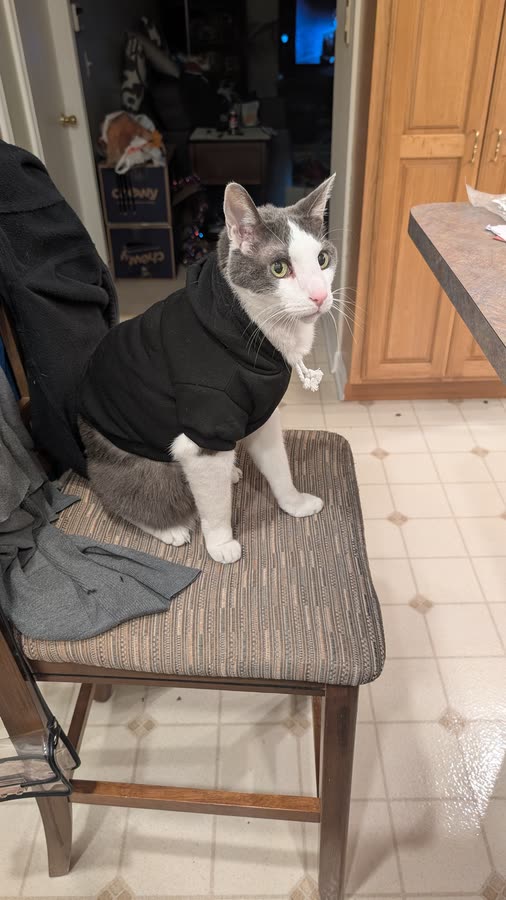 hoody