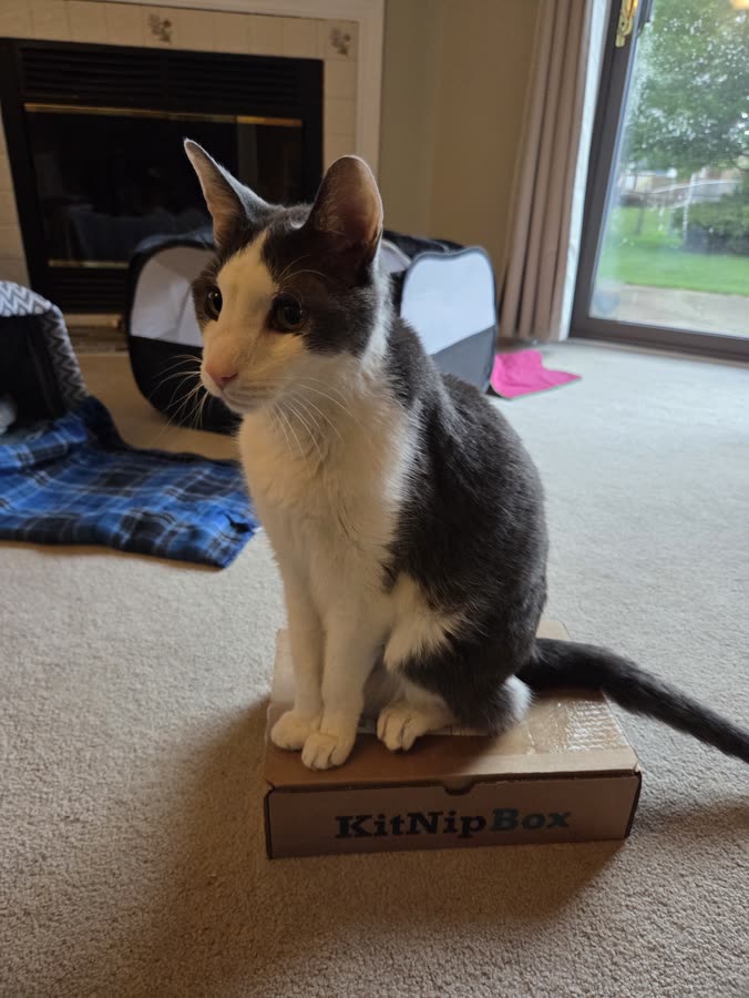 Vader kitnip 1