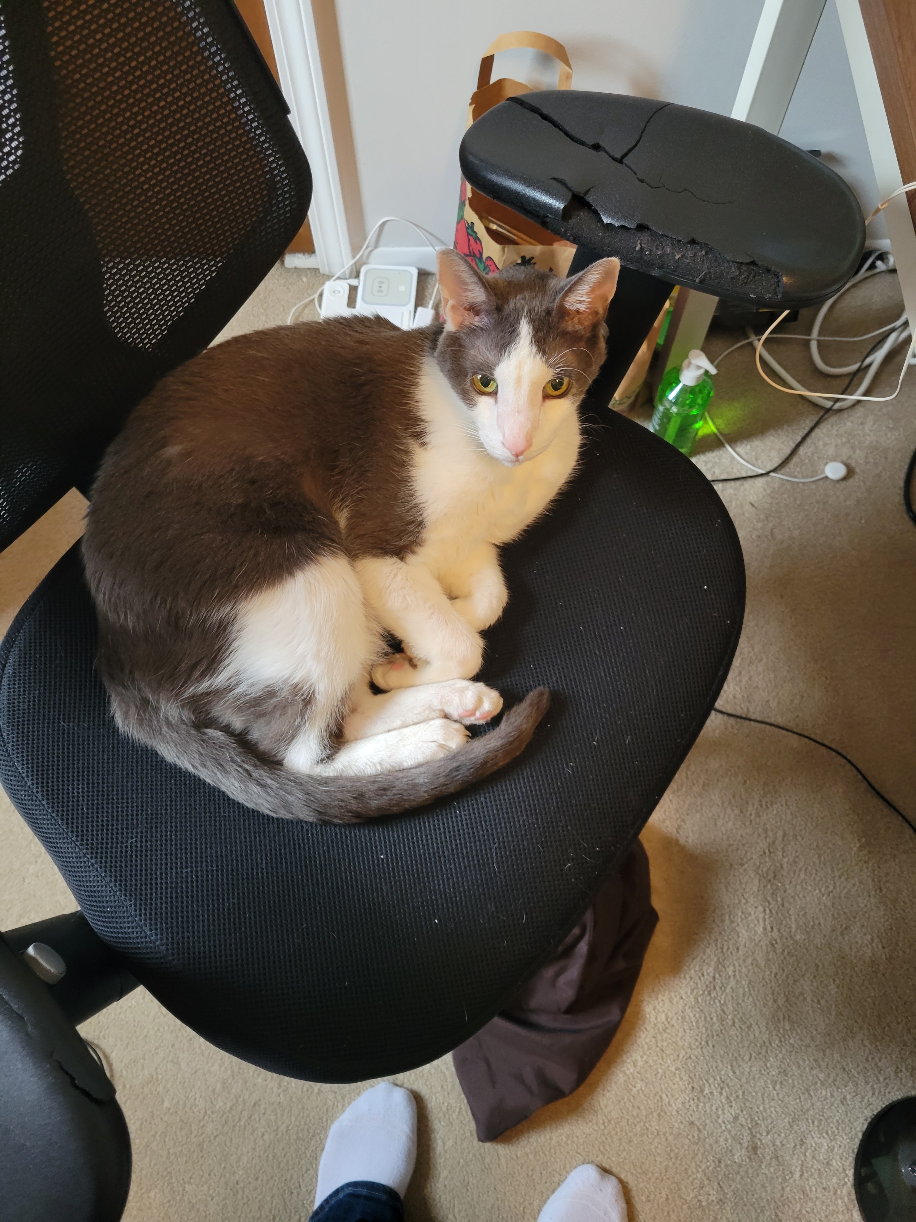 Vader occupying Christina's chair
