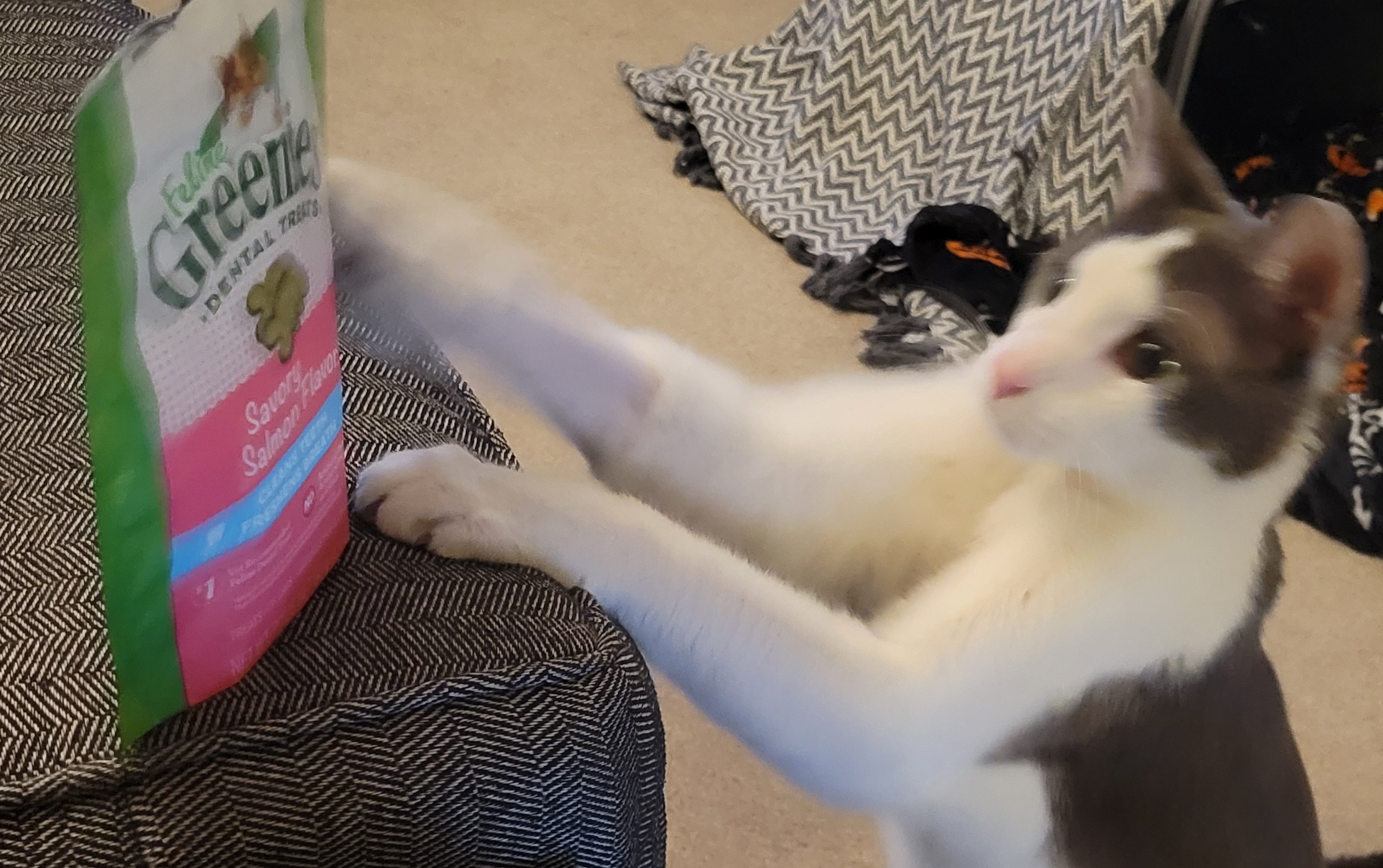 Vader waiting for Greenies treats