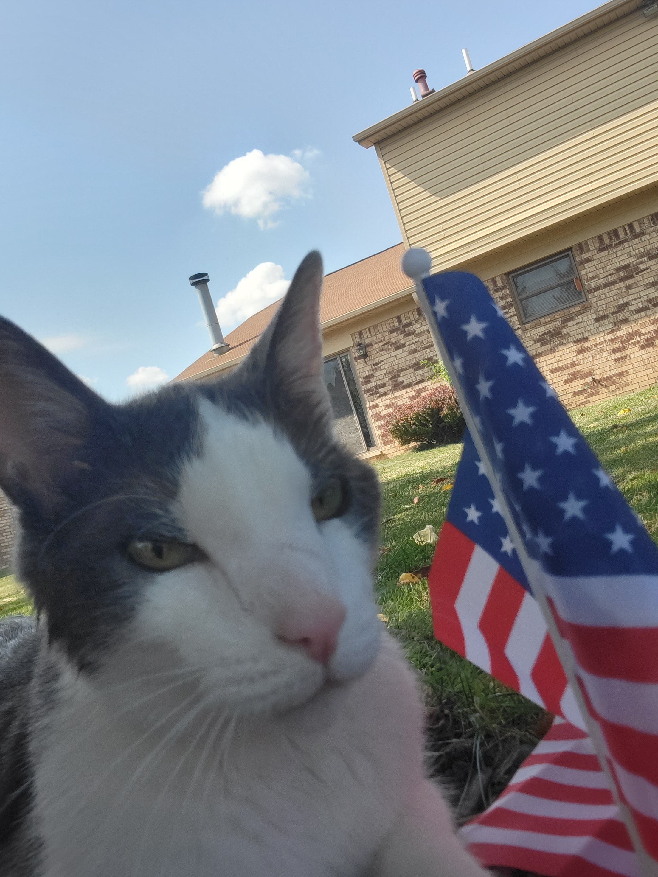 Vader enjoying time outdoors near a flag