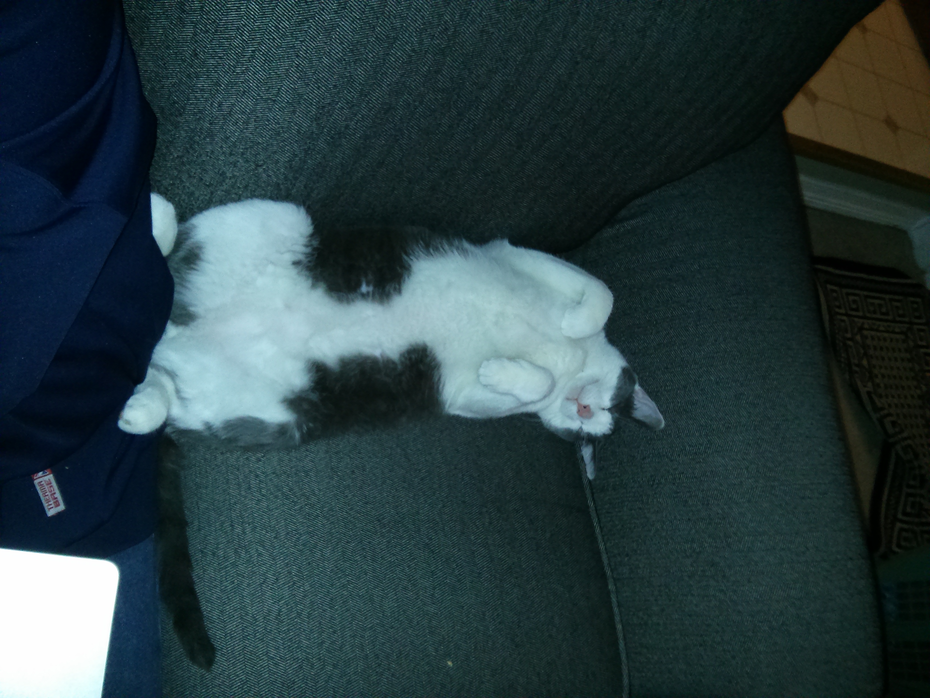Vader completely relaxed in his forever home in the Detroit area