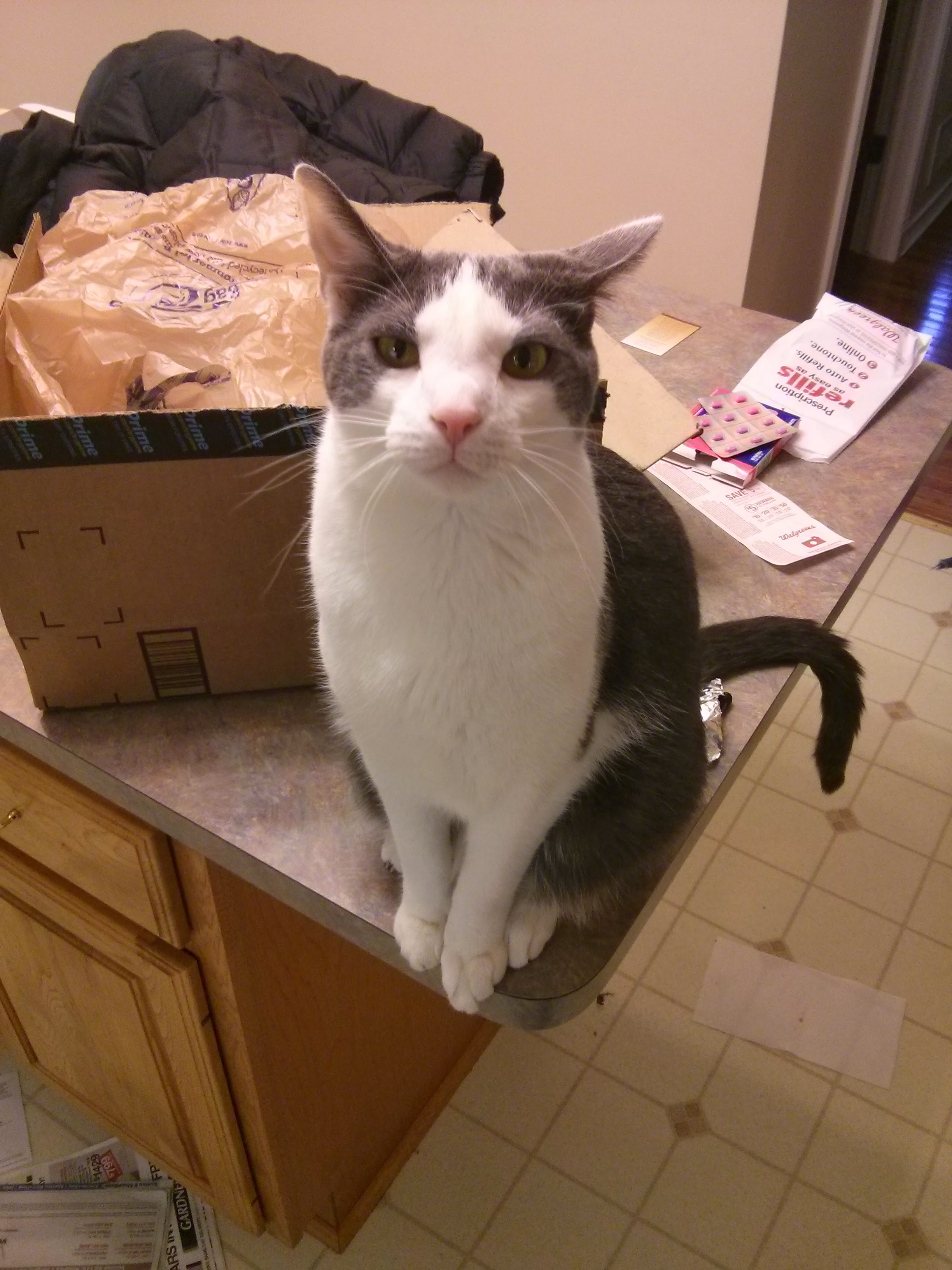 Vader looking unrepentant after the bath incident, with Benadryl in the background