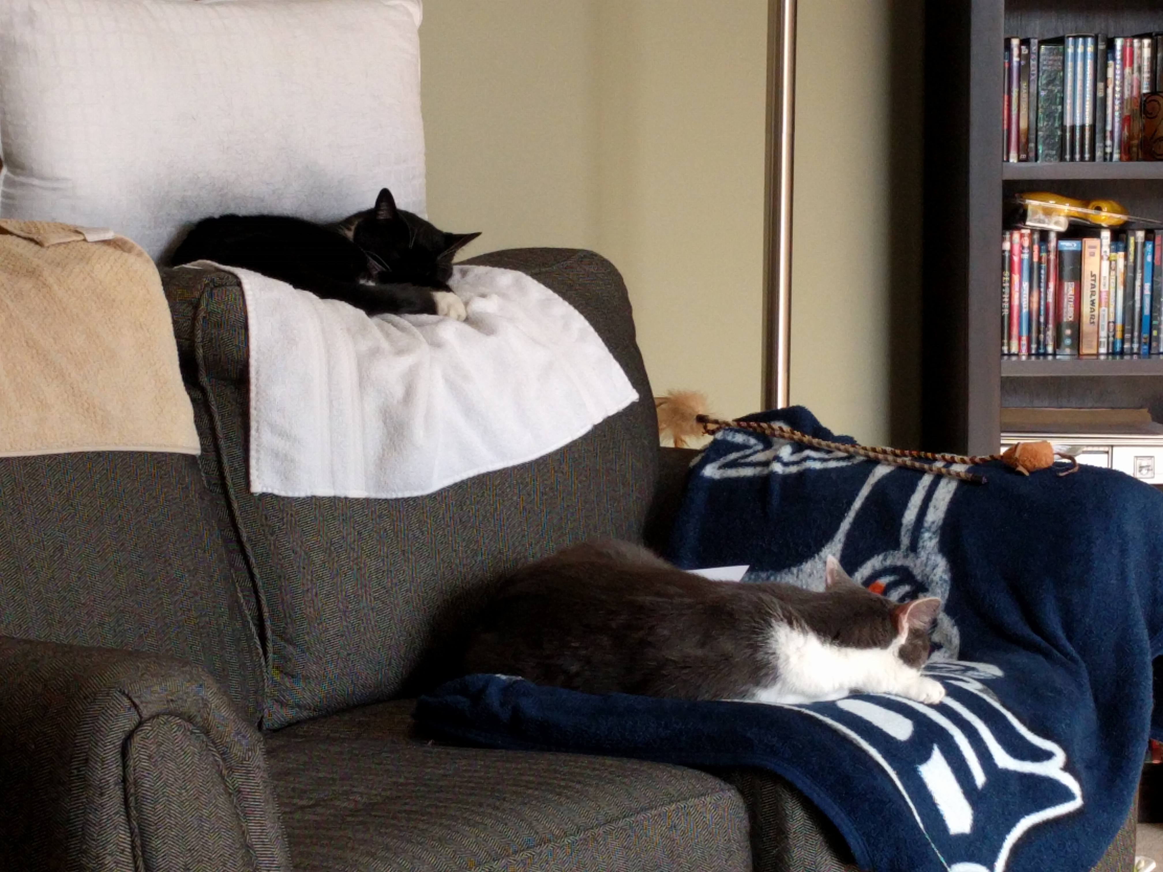 Vader and Lena resting together in the living room