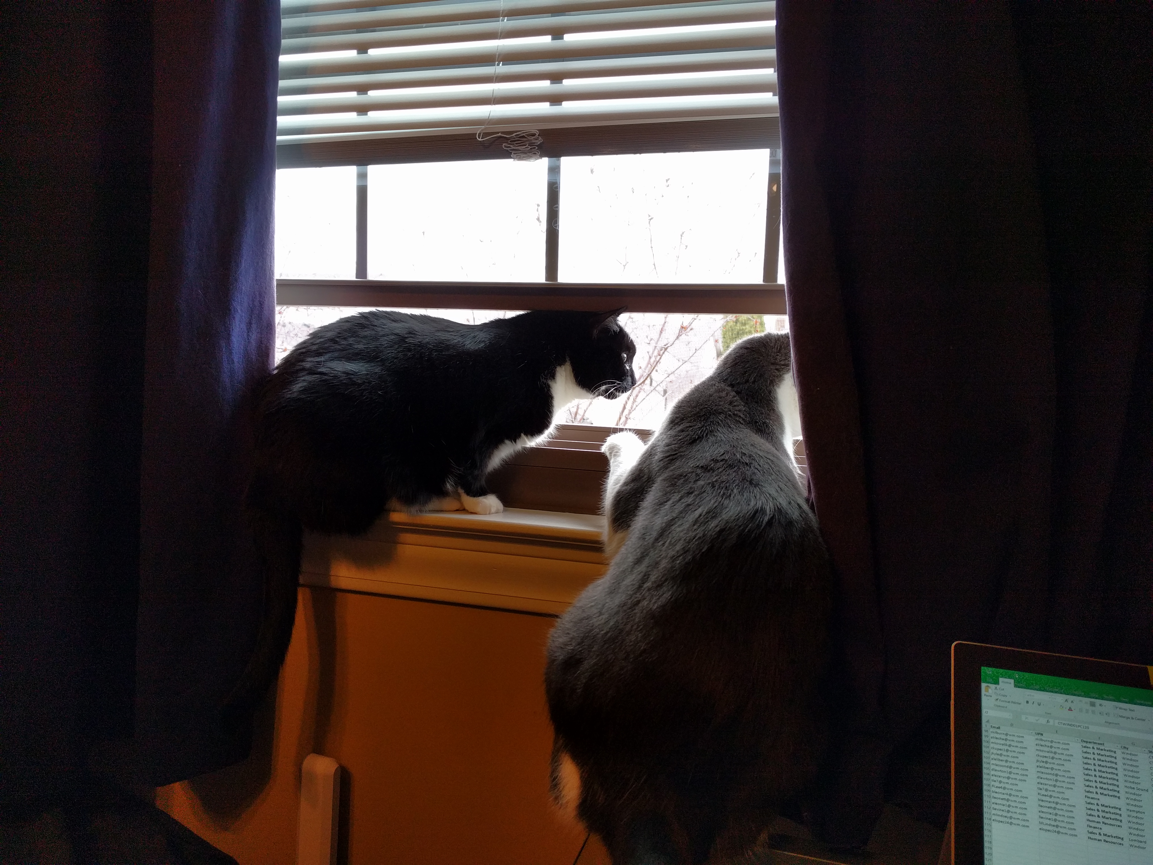 Vader and Lena sharing the view from a window