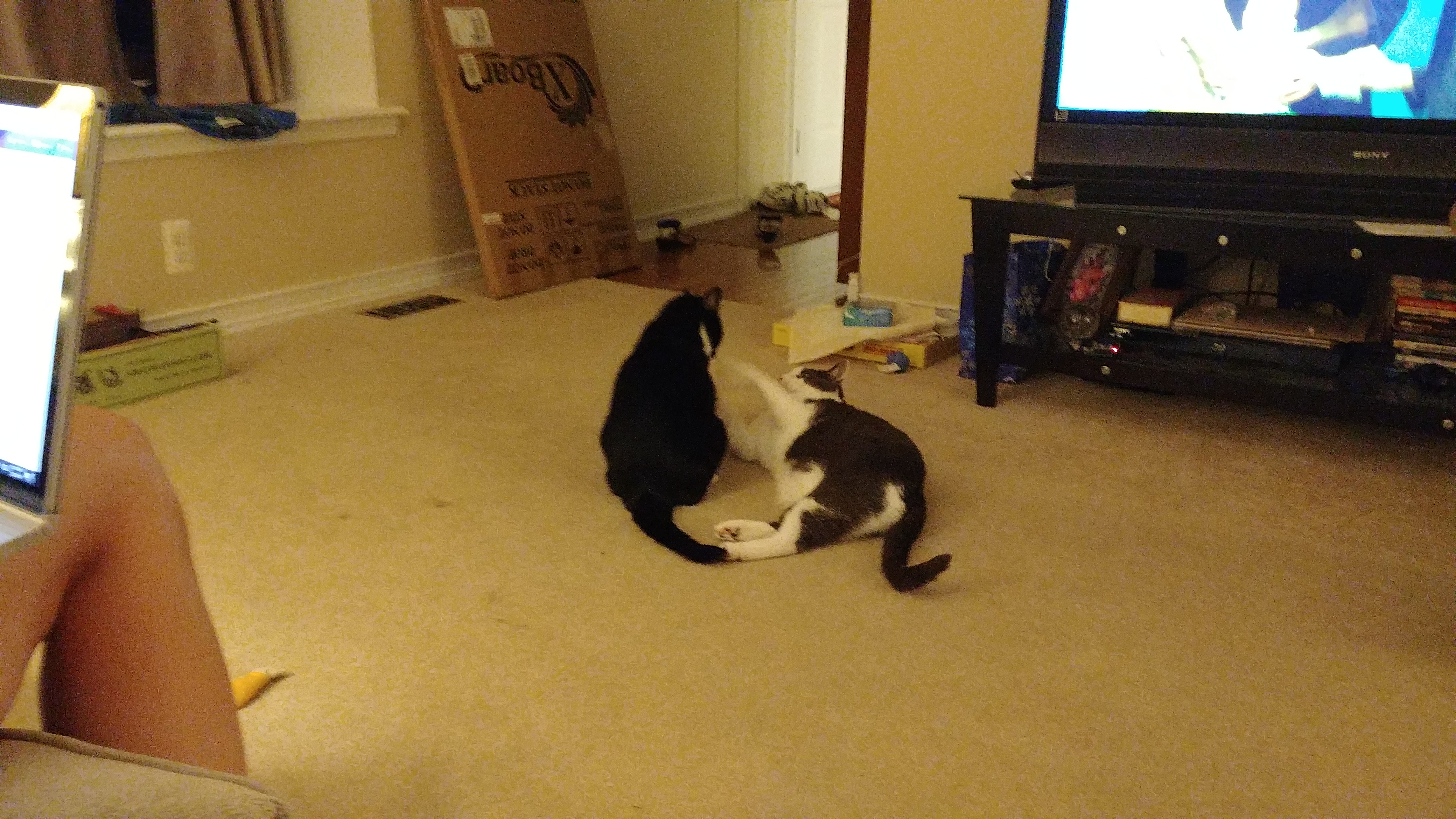 Vader lying beside Lena on the living room floor